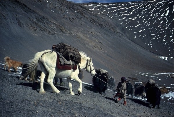 1414 Caravans Of The Himalaya (25 photos)