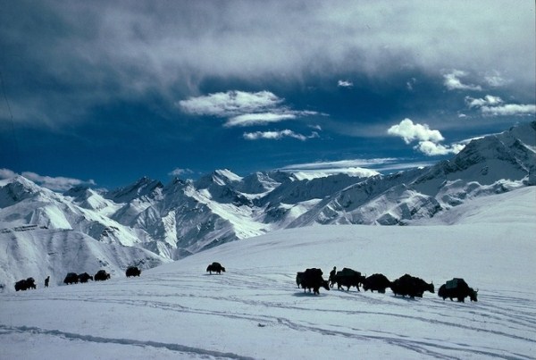 209 Caravans Of The Himalaya (25 photos)