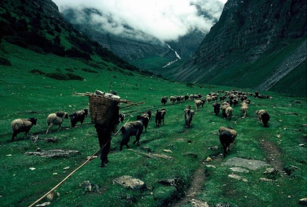 2114 Caravans Of The Himalaya (25 photos)