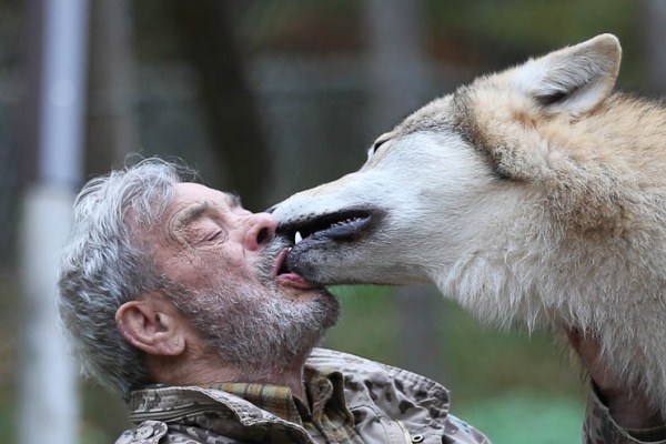 1338 Living With Wolves (30 photos)