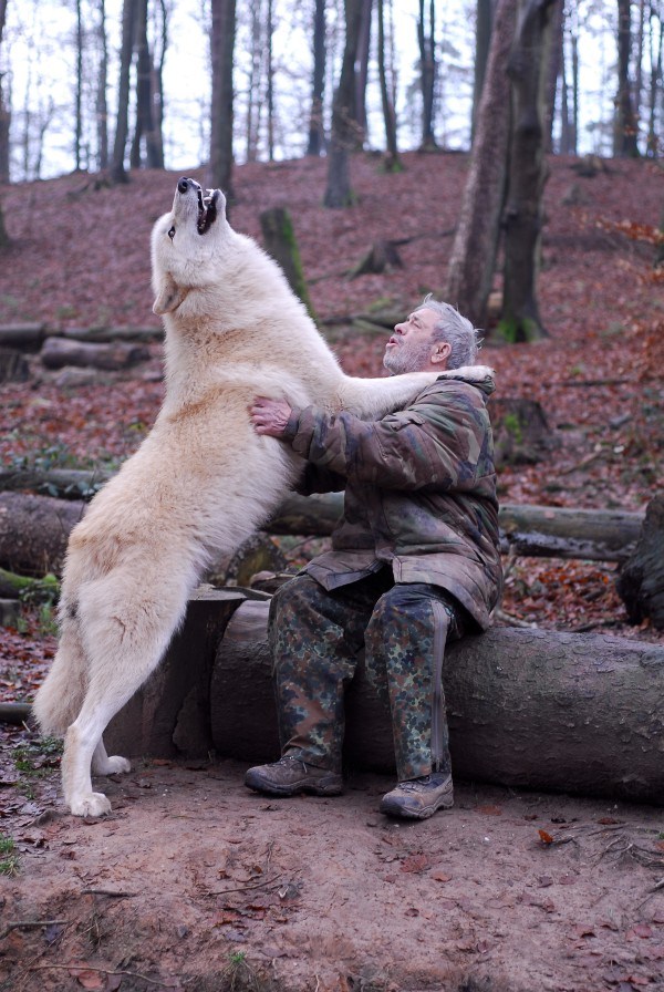 1437 Living With Wolves (30 photos)