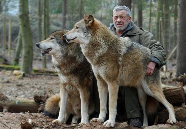1731 Living With Wolves (30 photos)