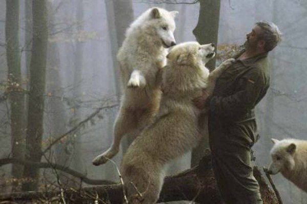 1829 Living With Wolves (30 photos)