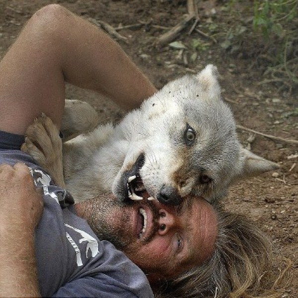 2426 Living With Wolves (30 photos)