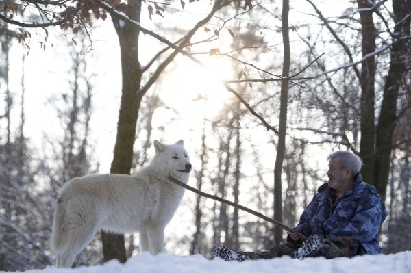 390 Living With Wolves (30 photos)