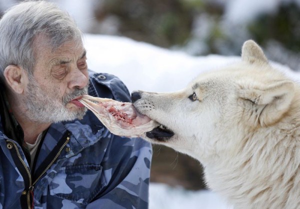 557 Living With Wolves (30 photos)