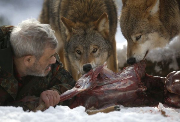 749 Living With Wolves (30 photos)
