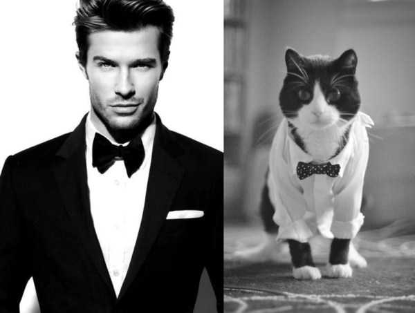 tumblr mixpz2Bozu1s77zr6o1 1280 Cats Who Could Be Male Models (128 photos)