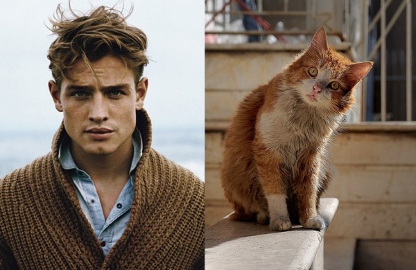 tumblr mixrbvXY9E1s77zr6o1 1280 Cats Who Could Be Male Models (128 photos)