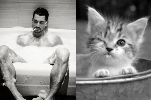 tumblr mixrdzCV7f1s77zr6o1 1280 Cats Who Could Be Male Models (128 photos)