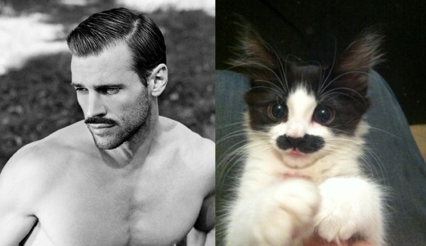 tumblr mixt0zDkqt1s77zr6o1 1280 Cats Who Could Be Male Models (128 photos)
