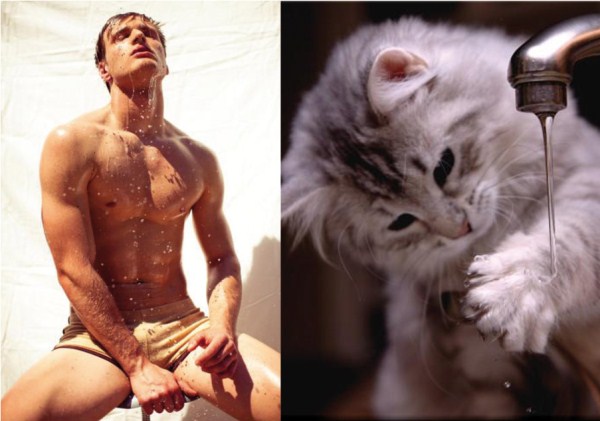 tumblr mixt4fvxEg1s77zr6o1 1280 Cats Who Could Be Male Models (128 photos)