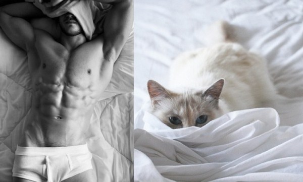 tumblr mixtj5cuNt1s77zr6o1 1280 Cats Who Could Be Male Models (128 photos)