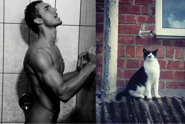 tumblr miz8a875LW1s77zr6o1 1280 Cats Who Could Be Male Models (128 photos)