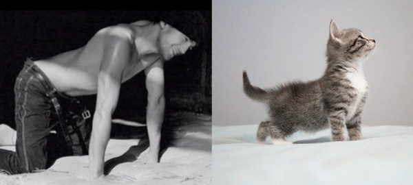 tumblr mizahkzZgB1s77zr6o1 1280 Cats Who Could Be Male Models (128 photos)