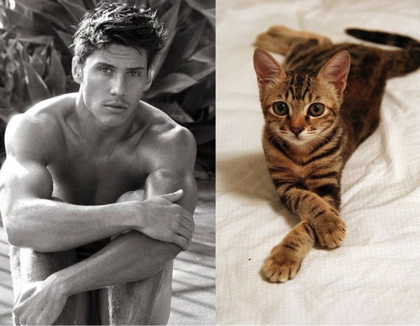 tumblr mizahp99DA1s77zr6o1 1280 Cats Who Could Be Male Models (128 photos)