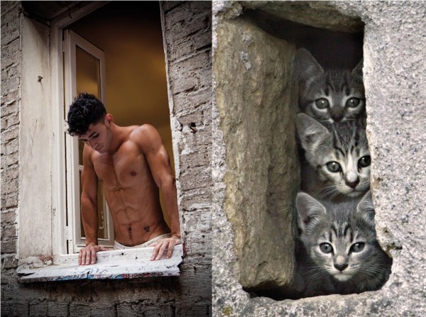 tumblr mizhag2XIF1s77zr6o1 1280 Cats Who Could Be Male Models (128 photos)