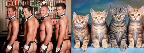 tumblr mizhstskuX1s77zr6o1 1280 Cats Who Could Be Male Models (128 photos)