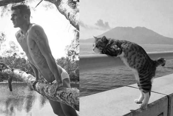 tumblr mizi37XeOf1s77zr6o1 1280 Cats Who Could Be Male Models (128 photos)