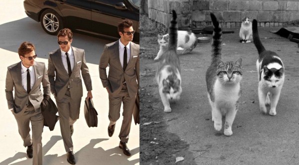 tumblr mizjzdE7Rq1s77zr6o1 1280 Cats Who Could Be Male Models (128 photos)