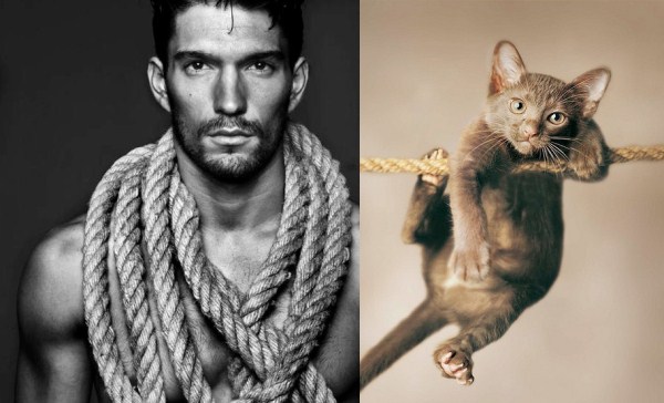 tumblr mizjzsujU31s77zr6o1 1280 Cats Who Could Be Male Models (128 photos)