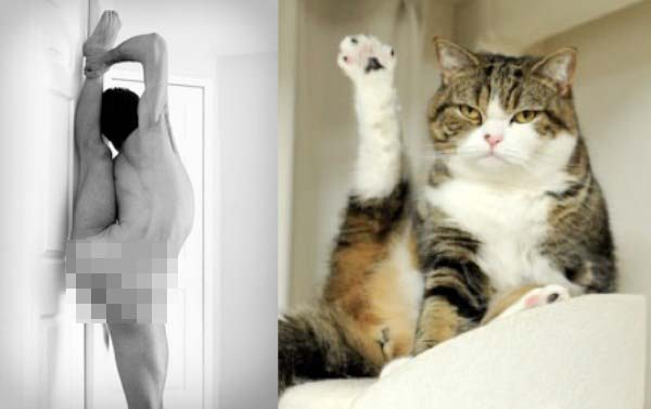 tumblr mj51qqlZPe1s77zr6o1 500 Cats Who Could Be Male Models (128 photos)