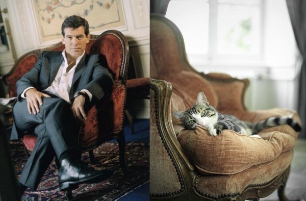 tumblr mj51ylQoWg1s77zr6o1 1280 Cats Who Could Be Male Models (128 photos)