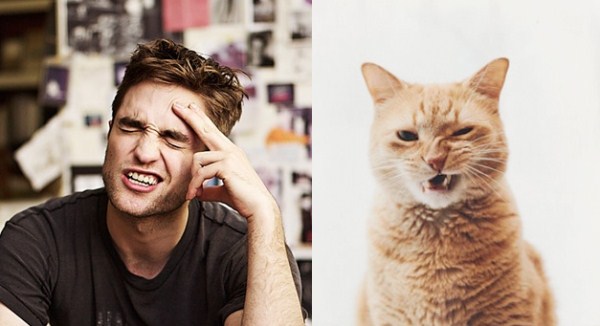 tumblr mj8hvrNben1s77zr6o1 1280 Cats Who Could Be Male Models (128 photos)