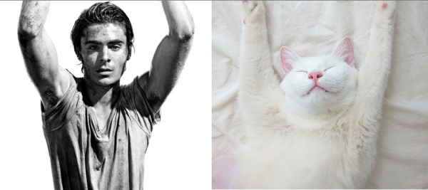 tumblr mj8up8rSm11s77zr6o1 1280 Cats Who Could Be Male Models (128 photos)