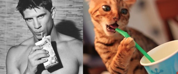tumblr mjc6i8CihK1s77zr6o1 1280 Cats Who Could Be Male Models (128 photos)