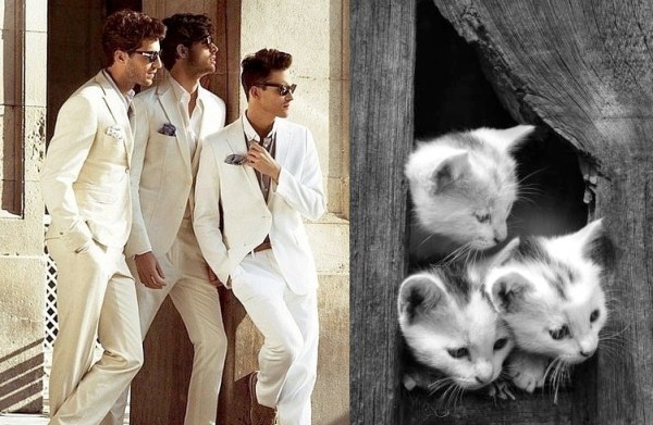 tumblr mjcahkA3mx1s77zr6o1 1280 Cats Who Could Be Male Models (128 photos)