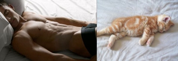 tumblr mji1cfeZMg1s77zr6o1 1280 Cats Who Could Be Male Models (128 photos)