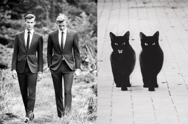 tumblr mjleuzCG1G1s77zr6o1 1280 Cats Who Could Be Male Models (128 photos)