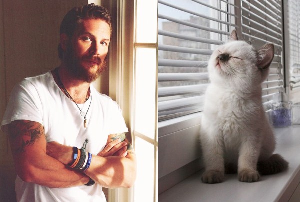 tumblr mk08rjl8lo1s77zr6o1 1280 Cats Who Could Be Male Models (128 photos)