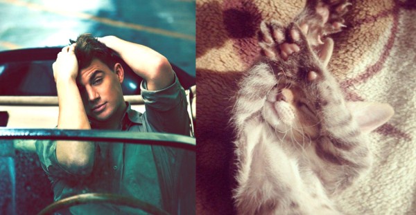 tumblr mk25yimTg11s77zr6o1 1280 Cats Who Could Be Male Models (128 photos)