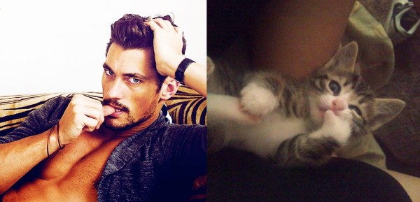 tumblr mk25zbZBVF1s77zr6o1 1280 Cats Who Could Be Male Models (128 photos)