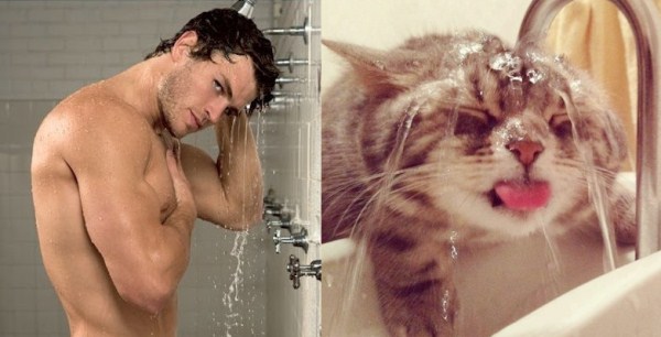 tumblr mk7ouqEGlG1s77zr6o1 1280 Cats Who Could Be Male Models (128 photos)