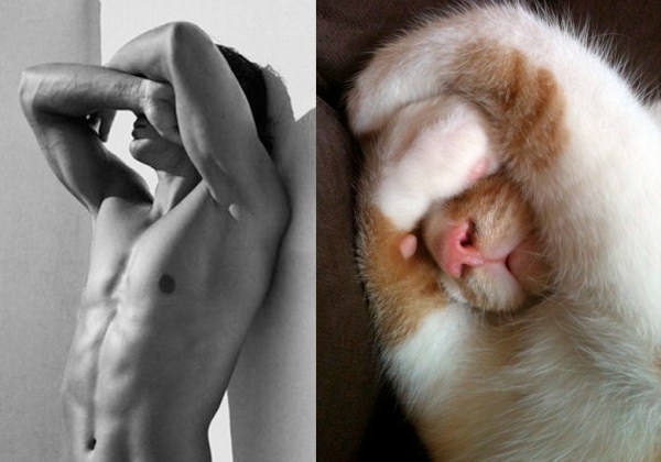 tumblr mk9z1iEz2l1s77zr6o1 1280 Cats Who Could Be Male Models (128 photos)