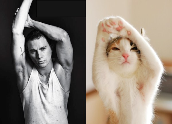 tumblr mkbdcjtrlt1s77zr6o1 1280 Cats Who Could Be Male Models (128 photos)