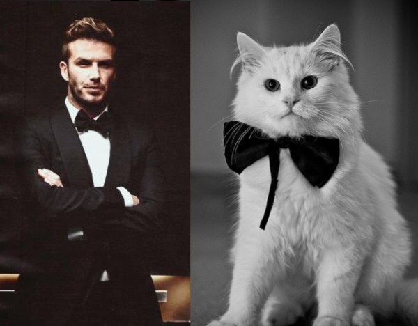 tumblr mkbxpeJ8Fx1s77zr6o1 1280 Cats Who Could Be Male Models (128 photos)