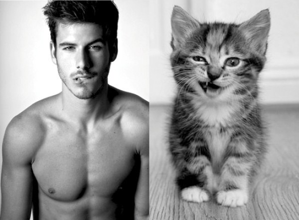 tumblr mkf226y7sU1s77zr6o1 1280 Cats Who Could Be Male Models (128 photos)