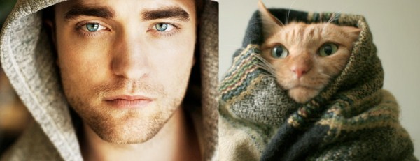 tumblr mkmamdrTMA1s77zr6o1 1280 Cats Who Could Be Male Models (128 photos)