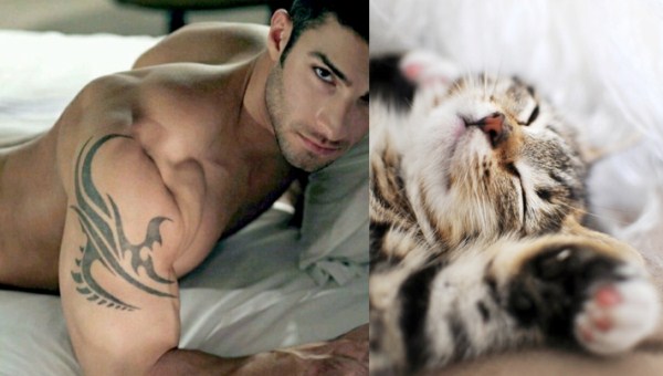 tumblr mko6dntzF51s77zr6o1 1280 Cats Who Could Be Male Models (128 photos)