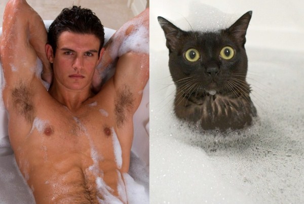 tumblr mko6jxsRr41s77zr6o1 1280 Cats Who Could Be Male Models (128 photos)