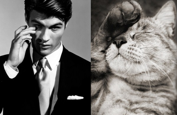 tumblr mko6num6IA1s77zr6o1 1280 Cats Who Could Be Male Models (128 photos)