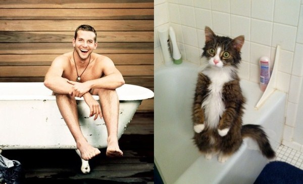 tumblr mko6ouzgPt1s77zr6o1 1280 Cats Who Could Be Male Models (128 photos)