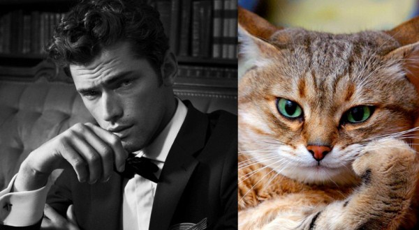 tumblr mkydbuuzpP1s77zr6o1 1280 Cats Who Could Be Male Models (128 photos)