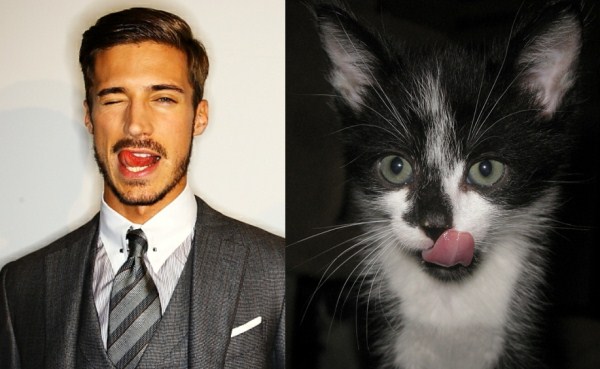 tumblr mkyddk24FO1s77zr6o1 1280 Cats Who Could Be Male Models (128 photos)