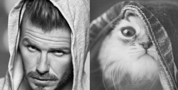 tumblr mkydekjdaY1s77zr6o1 1280 Cats Who Could Be Male Models (128 photos)