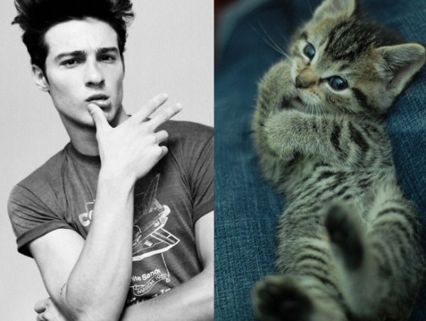 tumblr mkydfzox6N1s77zr6o1 1280 Cats Who Could Be Male Models (128 photos)